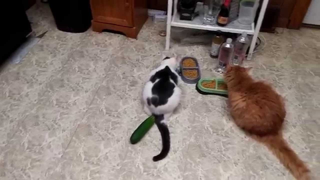 People Are Scaring Their Cats with Cucumbers. They Shouldn't.