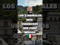 los 3 animales mas venenosos de México.