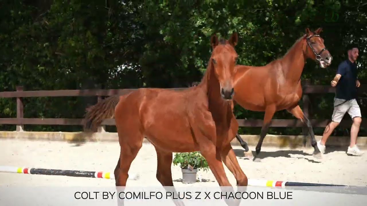マーレ Zangersheider Stallion Foal (01/2026) in Zülpich