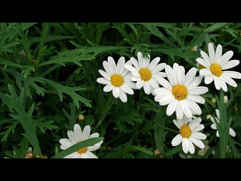 Video: Biljke Insekticida