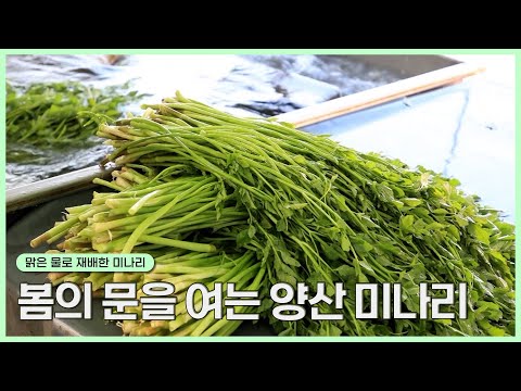 [숏클립] 봄의 문을 여는 양산 <strong>미나리</strong> | 생생투데이 사람과 세상 (KBS 2025.05.02. 금 방송)
