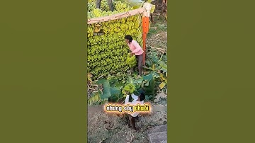 Sự thật ít ai biết về cây chuối #shorts