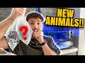 Buying new animals plus a mystery pet