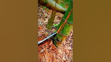 unique tool for cutting trees and bamboo #shorts