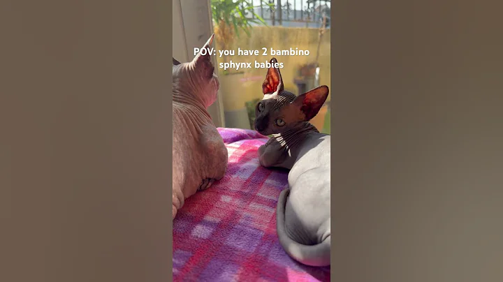 Watch the video about Hairless babiessss #sphynx #bambinosphynx #kitten