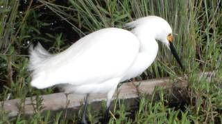 Snowy Egret Call