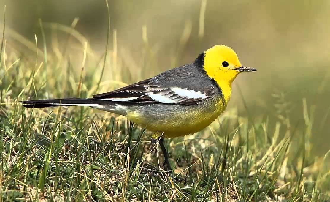 Lavandera Cetrina Cantando Sonido para Llamar El Mejor