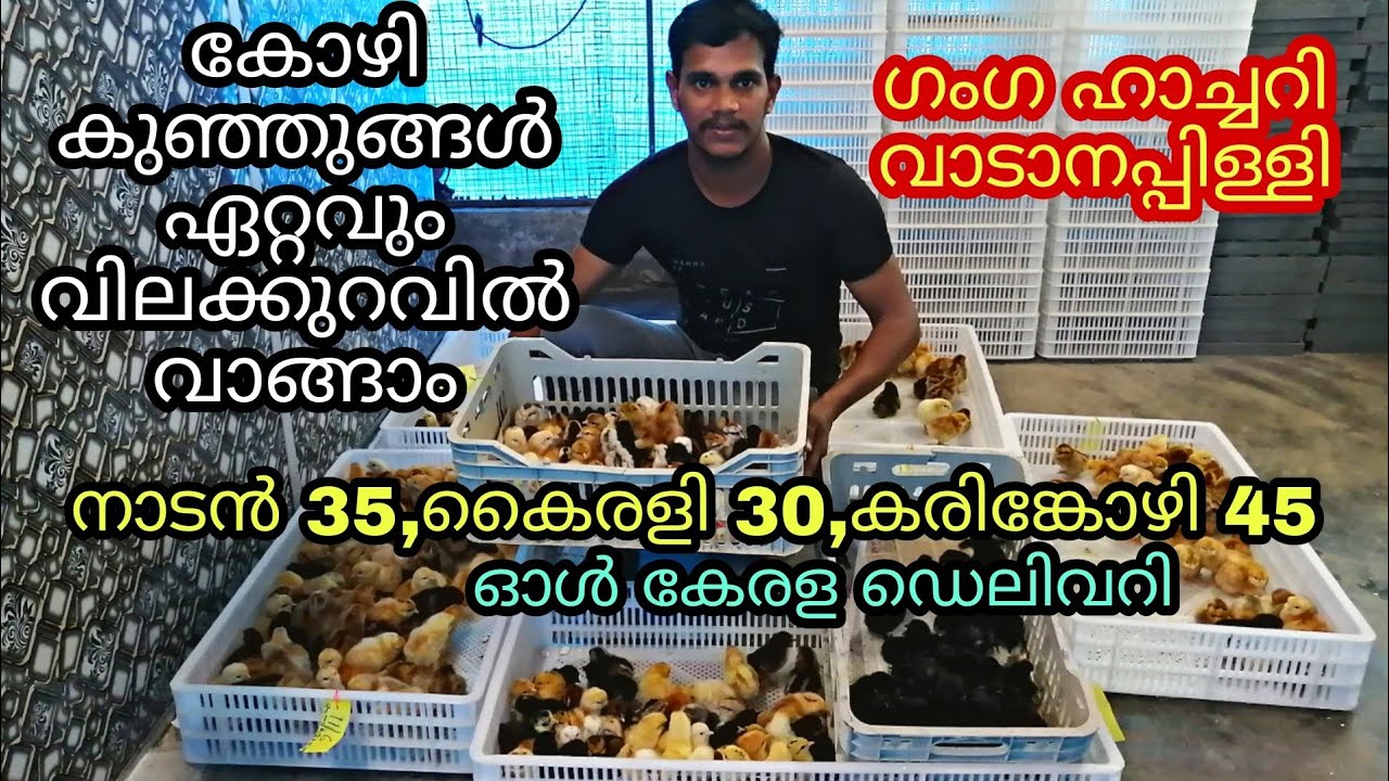 കോഴിക്കുഞ്ഞുങ്ങൾ വിലക്കുറവിൽ വാങ്ങാം nadankozhi 35 karinkozhi 45