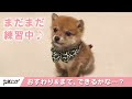 岡田美緒 Youtube