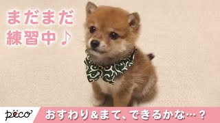 おすわり&まての練習中♪ 子柴さん、できるかな…？【PECO TV】