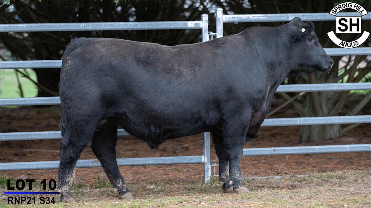 Lot 10 Springhill S34 YouTube