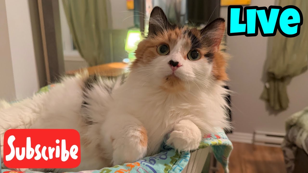 Thursday Fluff - Live Stream