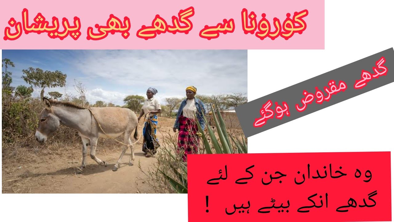 A Story of Community you don't know till now|Animal Welfare