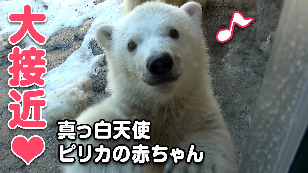 【愛嬌編】大接近！天性のアイドル♡ピリカの赤ちゃん　愛嬌振りまきすぎてプールに落ちちゃった