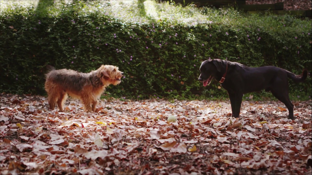 Pet Wand PRO Dog Shower Wand By Waterpik™ YouTube