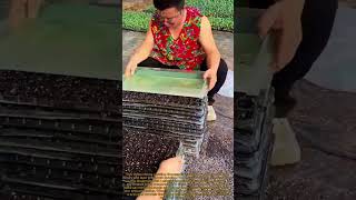 Precision Farming Using a Manual Vacuum Seeder for Seedling Trays: Suction Plate Seeding Explained