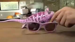 Chameleon changing color | 😱 caught on camera