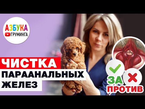 Как почистить параанальные железы и надо ЛИ?!