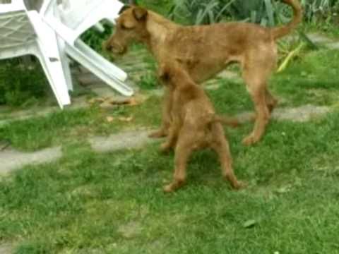 영문도서) Raising An Irish Terrier: Irish Terrier Training Guide