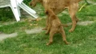 irish terriers Saint devils by zajkoj 50,806 views 13 years ago 3 minutes, 22 seconds