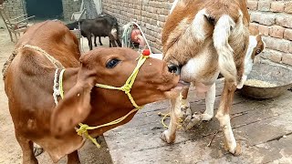 animal feeding videos | cow animal video | Nikka Haji