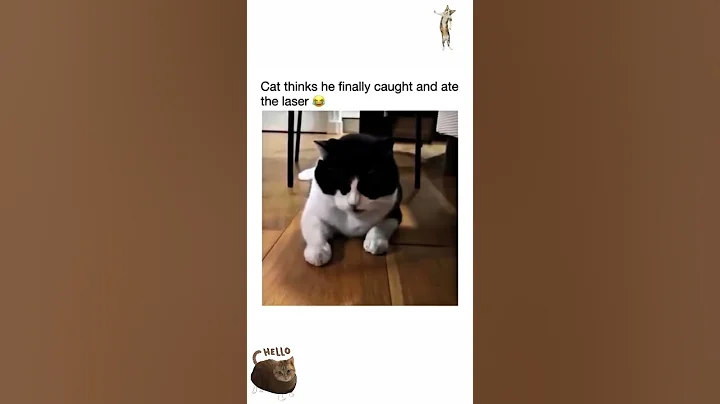 Video 7185761: cats catlover catlife, catlover animals catlife, funny cat