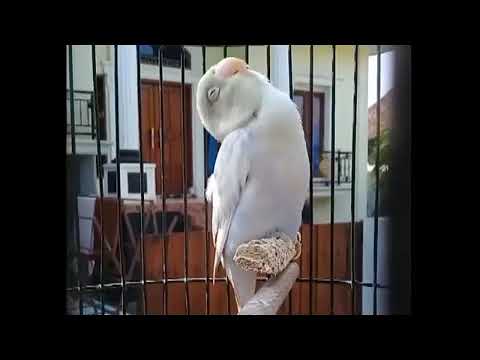 MASTERAN PANCINGAN LOVEBIRD KONSLET PAUD BALIBU