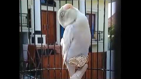 MASTERAN PANCINGAN LOVEBIRD KONSLET PAUD BALIBU