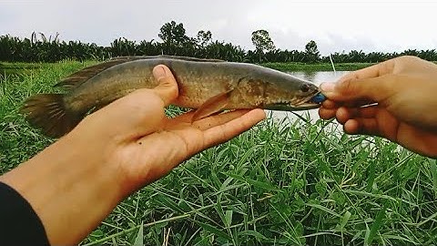 tập 9#: đi lua cá lóc đồng( buổi chiều mưa ☔)