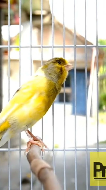 Suara Merdu Kenariku Bernyanyi #kicaumania #birds #pancingankenaripaud