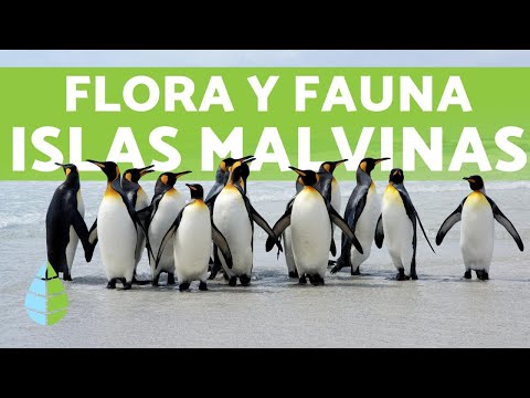 Flora y Fauna de las Islas MALVINAS