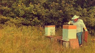 How do you become a beekeeper? I answer that, and give BEEKEEPING SAFETY TIPS! by G And F Legacy Farm 83 views 2 years ago 12 minutes, 6 seconds