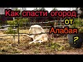 Алабай и Огород || Щенки ломают забор || ALABAI || Dogs || Puppy || Central Asian Shepherd ||