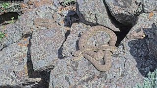 Colorado is home to 'mega den' of rattlesnakes