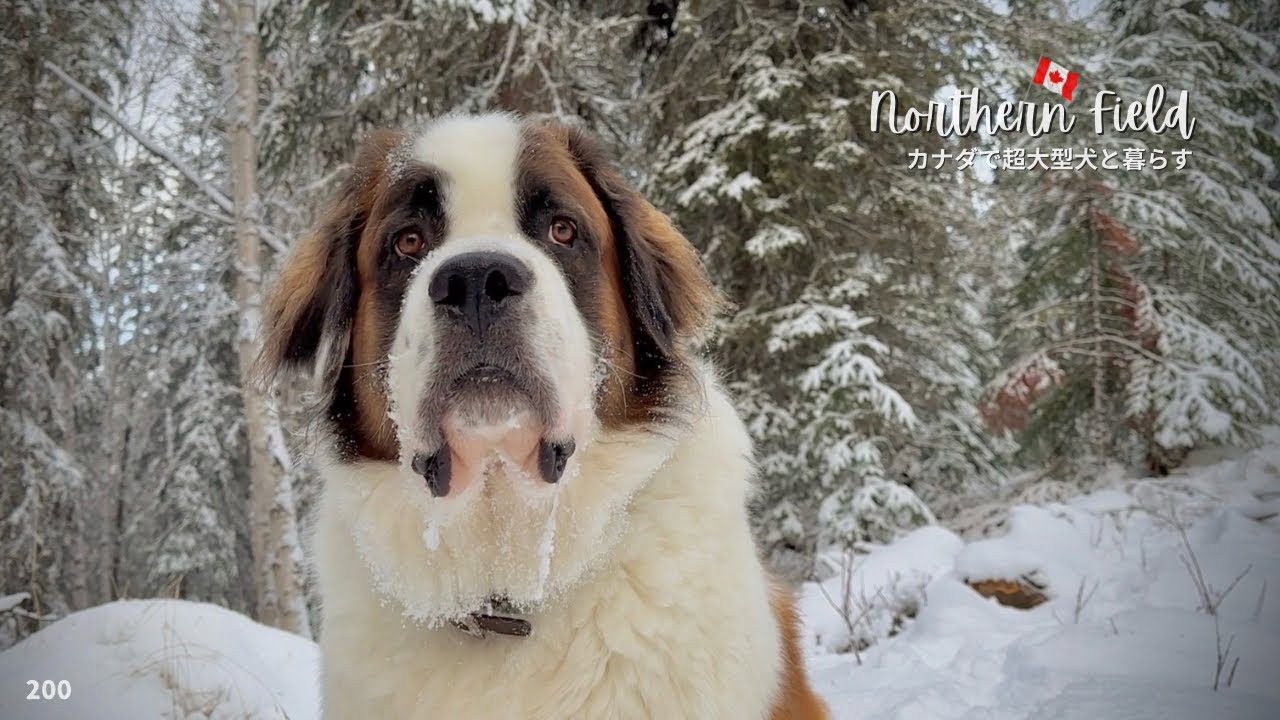 −10℃ 新雪の森を歩く｜セントバーナード・ボウの指しゃぶり癖