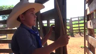 Tomazina Tabapuã Davi com 8 anos Tocando o Gado .