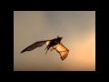 animation bat 3D MAX Mental Ray