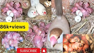 জাভা পাখির ব্রিডিং প্রগ্রেস l Java Bird Breeding Progress l BB BISWAS BIRDS