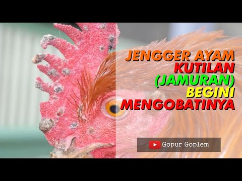 Cara Menghilangkan Jamur Di Telur Ayam