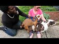 How to breed a dog.  How to artificially inseminate a dog.  Old English bulldog