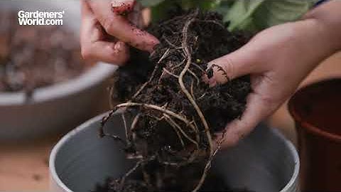 Voorkom wortelrot bij kamerplanten | De beste manieren om een kamerplant met rottende wortels te ...