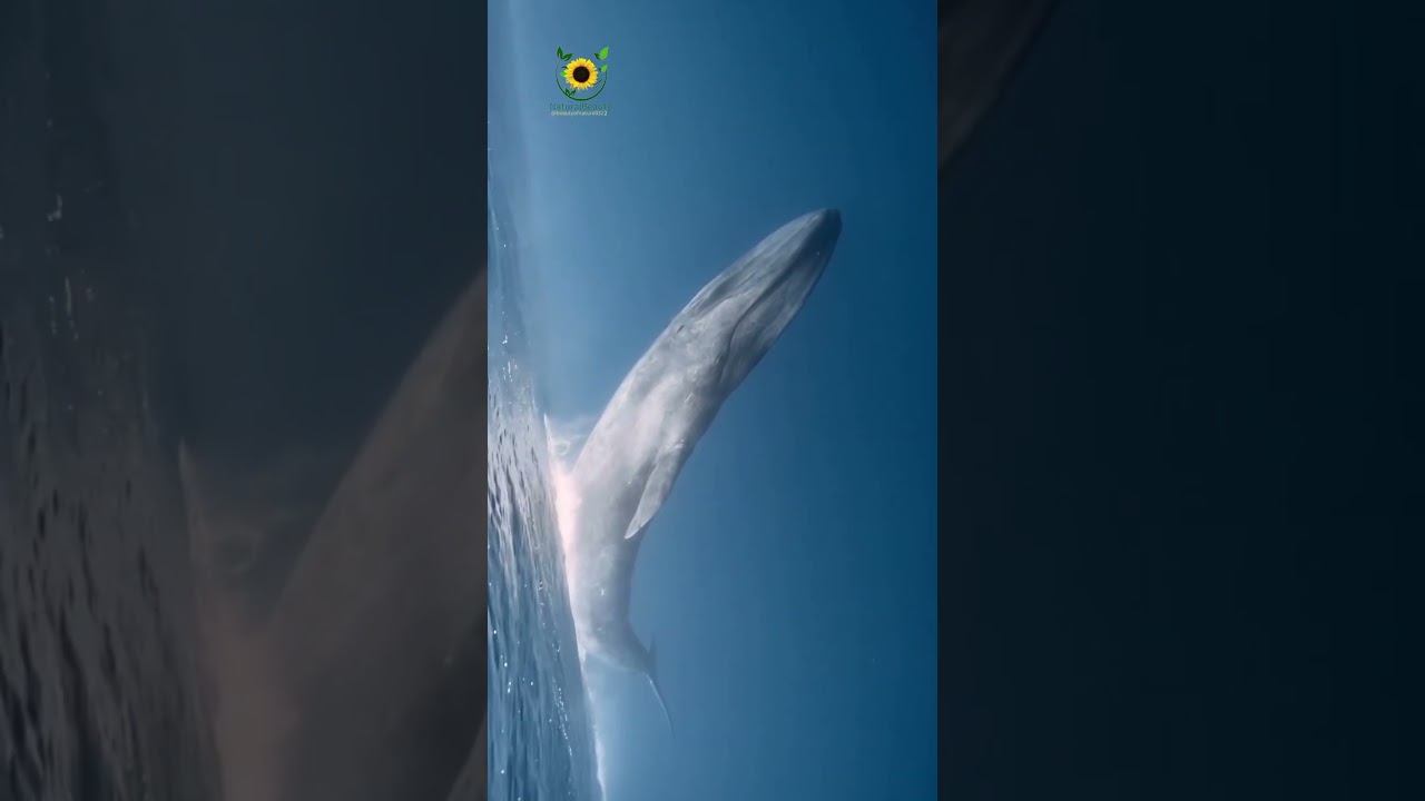 Omura's whale 🐋🐳