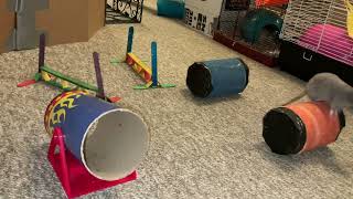 My smart rat Crumb doing a fun agility course!