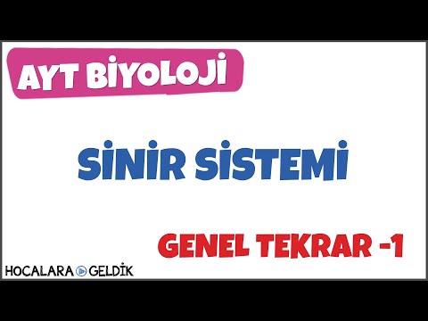 İnsan Fizyolojisi / Sinir Sistemi