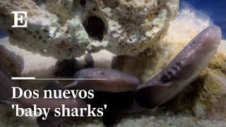 'Baby sharks' en Valencia: nacen dos crías de tiburón en el Oceanogràfic | El País