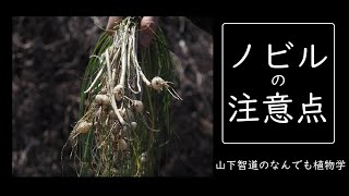 山下智道の「ノビルの注意点」