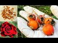 زراعة الورد من البذور _ Growing roses from seed