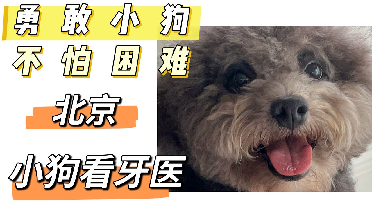 看病日记之财师傅“好狗一条”纪念日