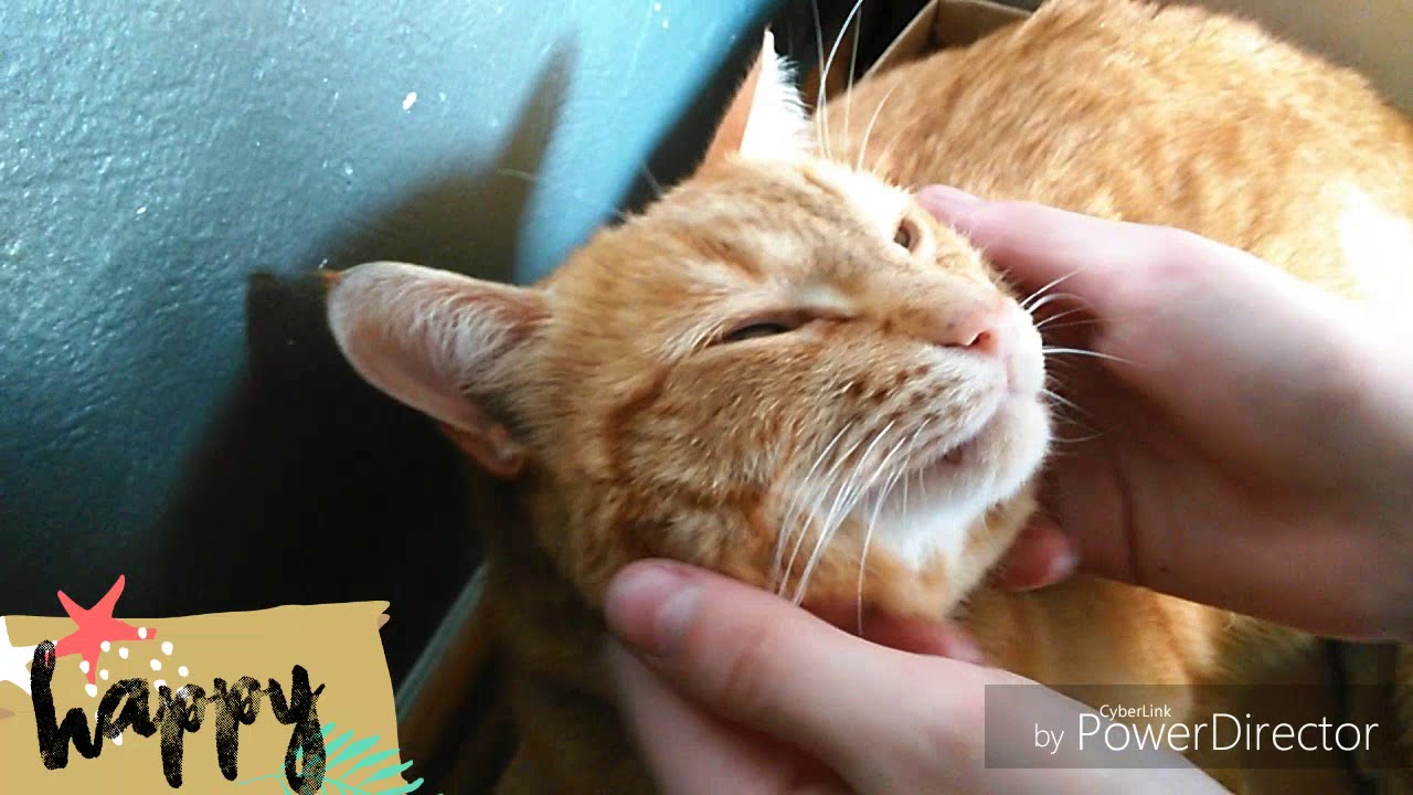 Garfield's wellness treatment YouTube