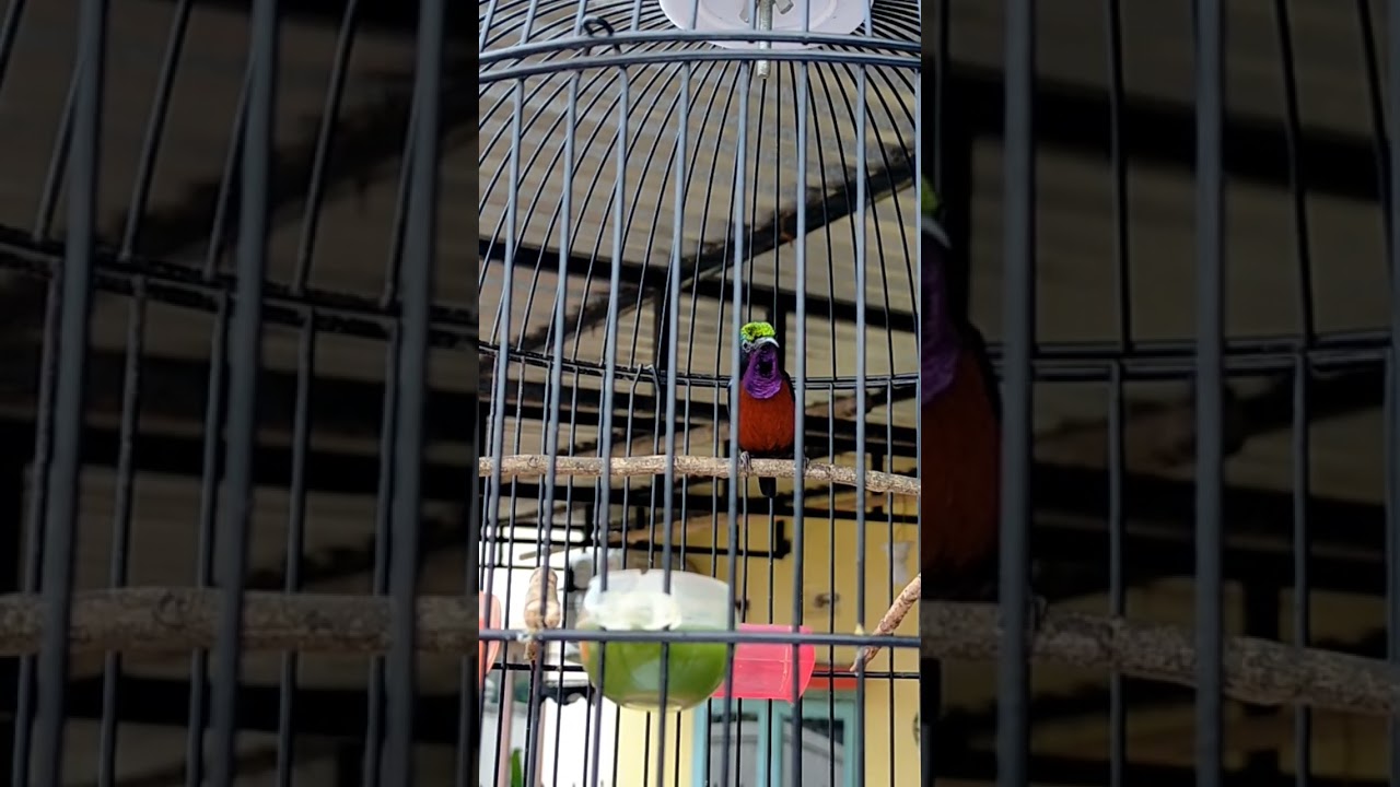 Konin Full Tembakan Cililin Super Panjang || Masteran Konin || Masteran Cililin #konin